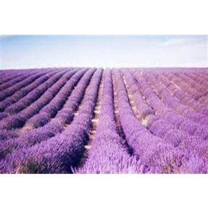 Saksıda Angustifolia Lavanta Fidanı
