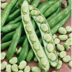 Karahasanoğlu Tarım Hobi Tohumu Hilal Bakla 10 Adet