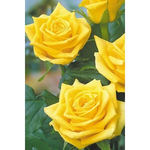3 Adet Kokulu Yediveren Sarı Gül Fidesi  Açık Kök 30-35CM