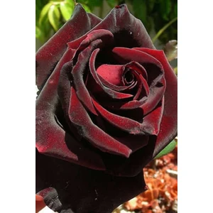 1 Adet Kırmızı Gül  Çiçeği Fidesi  35-40CM Açık Kök