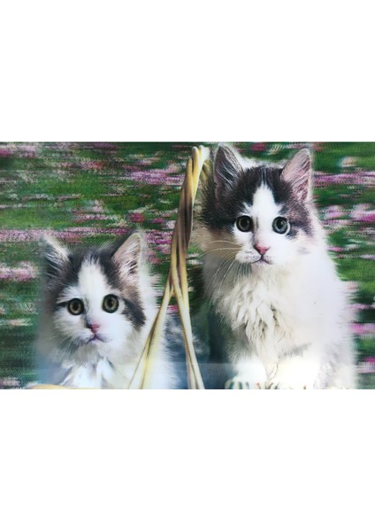 5d Elmas Boyama Sevimli Kediler Ikili Kedi Resmi Tablosu 40X60 cm Clz