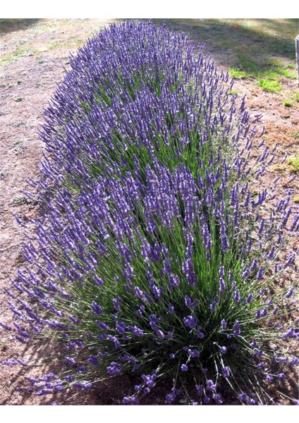 Tüplü Angustifolia Lavanta Fidanı