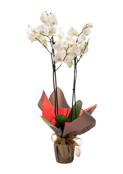 Phalaenopsis Orkide 60-80CM Çift Dallı Ithal Beyaz Ev Ofis Dekoru Hediyesi