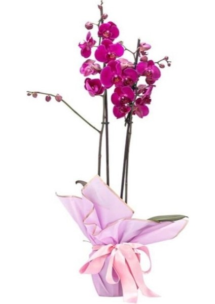 Phalaenopsis Orkide  60-80CM Çift Dallı Ithal Fuşya Ev Ofis Dekoru Hediyesi