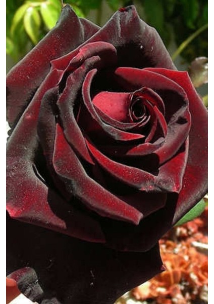 1 Adet Kırmızı Gül Çiçeği Fidesi 35-40CM Açık Kök