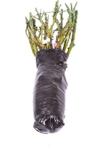 1 Adet Kırmızı Gül Çiçeği Fidesi 35-40CM Açık Kök modelleri