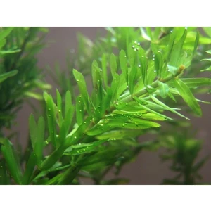Elodea