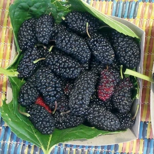 Dut-Yediveren(Avusturalya)(Saksılı)