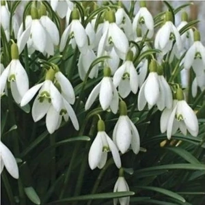 Şifa Gıda Beyaz Kardelen Soğanı