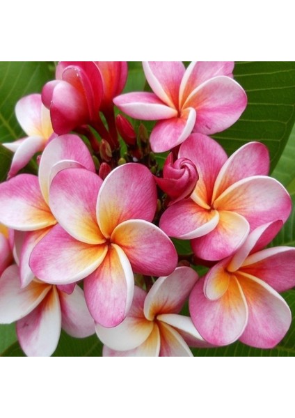 Saksıda Amerikan Fulu (Plumeria Alba) Ağacı Fidanı(Boy 1m )