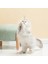 Teleskopik Lazer Kedi Teaser Stick Kedi Oyuncaklar Interaktif Lazer Pointer Tüy Oyuncak Yedi Parça Suit Pet Ürünleri | Kedi Oyuncakları (Yurt Dışından) 5