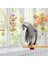 9 Adet / Takım Kuş Papağan Salıncak Oyuncaklar Çiğneme Ayakta Asılı Levrek Hamak Tırmanma Merdiveni Kuş Kafesi Için Budgerigar Parakeet Conure | Kuş Oyuncakları (Yurt Dışından) 5