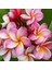 Saksıda Amerikan Fulu (Plumeria Alba) Ağacı Fidanı(Boy 1m ) 1