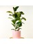 Fidan Burada Ficus Elastica Kauçuk Ruby Pembe Saksılı 80-100 Cm 1