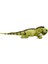 Animals Of The World Iguana 66 cm 2