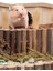 Hamster Fare Sıçan Kuşlar Için Eğlenceli Ahşap Merdiven Köprü 3