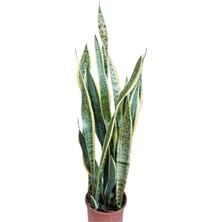 Fidanova Sanseverya  60-90 Cm