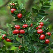 e-fidancim Tüplü Ruscus Aculeatus Kokina Tavşan Memesi Bitkisi Fidanı