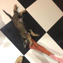 HaiTun Köpek Isırığı Römorkör Kalınlaşmış Inek Derisi Köpek Isırık Bez Köpekler Eğitim Oyunlar Pet Çiğneme Diş Temizlik Interaktif Malzemeleri | (Yurt Dışından)