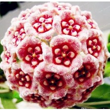 Day 100 Adet Karışık Renk Top Orkide Tohumu + 10 Adet Karışık Renk Gülü Tohumu