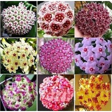 Day 100 Adet Karışık Renk Top Orkide Tohumu + 10 Adet Karışık Renk Gülü Tohumu