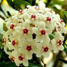 Day 100 Adet Karışık Renk Top Orkide Tohumu + 10 Adet Karışık Renk Gülü Tohumu