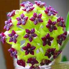 Day 25 Adet Karışık Renk Top Orkide Tohumu + 10 Adet Karışık Renk Gülü Tohumu