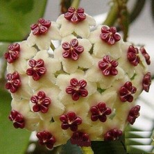 Day 10 Adet Karışık Renk Top Orkide Tohumu + 10 Adet Karışık Renk Gülü Tohumu