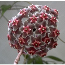 Day 50 Adet Karışık Renk Top Orkide Tohumu + 10 Adet Karışık Renk Gülü Tohumu