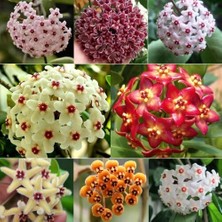 Day 10 Adet Karışık Renk Top Orkide Tohumu + 10 Adet Karışık Renk Gülü Tohumu