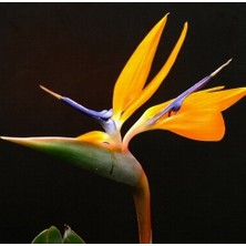 Day 10 Adet Karışık Renk Cennet Kuşu Orkide Tohumu + 10 Adet Karışık Renk Gülü Tohumu