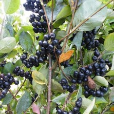 e-fidancim Viking Siyah Aronya Aronia Chokeberry Fidanı (10-20 Cm) 10 Adet