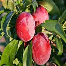 e-fidancim Tüplü Yarı Bodur Erkenci Red Early Japon Erik Fidanı