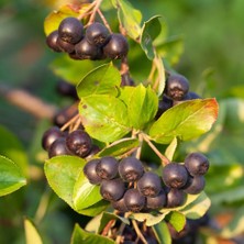 e-fidancim Viking Siyah Aronya Aronia Chokeberry Fidanı