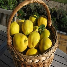 e-fidancim Tüplü Elma Gibi Yenen Yarıbodur Sulu Ekmek Ayva Fidanı