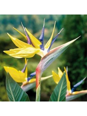 Day 100 Adet Karışık Renk Cennet Kuşu Orkide Tohumu + 10 Adet Karışık Renk Gülü Tohumu