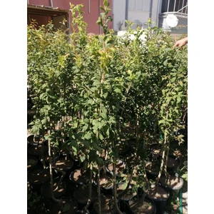 Muşmula-Döngel Saksılı 5 yaş 120-170cm