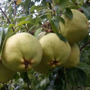 Armut-Deveci(Saksılı)-5 yaş,yarı bodur
