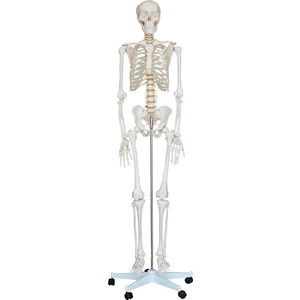 Insan Iskelet Modeli 180 cm - Iskelet Maketi