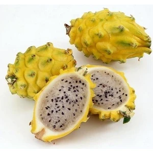 Reyon Bahçe Colombia Yellow (Özel Tür) Ejder Meyvesi Pitaya Fidanı