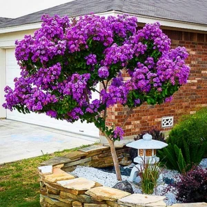 Tüplü Lagerstromia Indica Mor Renkli Oya Ağacı Fidanı