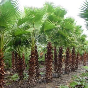 Tüplü Washingtonia Robusto Palmiye Ağacı Fidanı (20-30 Cm)