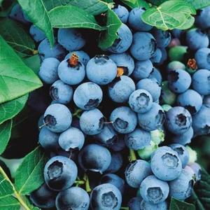 Tüplü Bluecropt Yaban Mersini Likapa Fidanı