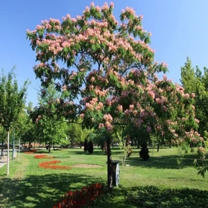 Tüplü Gülibrişim Ipek Ağacı Fidanı (30-60 Cm)