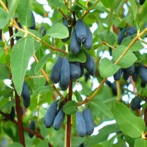 Tüplü Honeyberry Bal Yemişi Fidanı