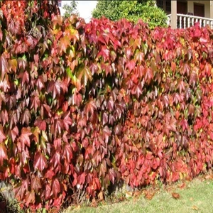 Tüplü Amerikan Sarmaşığı Fidanı (90-120CM)