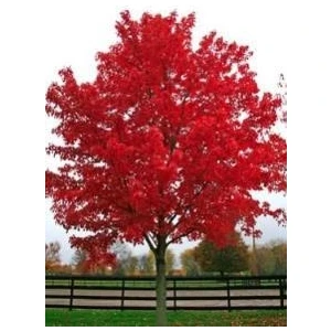 Kırmızı Renkli Akça Ağaç Fidanı (Acer Buergerianum)