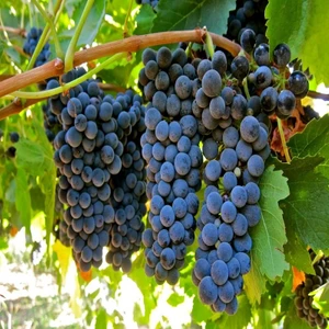 Tüplü Syrah(Şiraz) Üzüm (Asma-Bağ) Fidanı