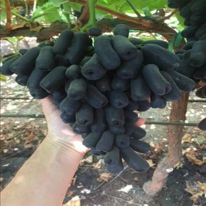 Tüplü Çekirdeksiz Finger Black Üzüm Fidanı
