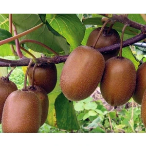 Tüplü Hayward Kivi Fidanı Paketi(1 Dişi-1 Erkek)